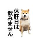 しゃべる柴犬（日常会話編3）（個別スタンプ：11）