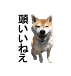 しゃべる柴犬（日常会話編3）（個別スタンプ：13）