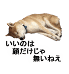 しゃべる柴犬（日常会話編3）（個別スタンプ：14）