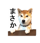 しゃべる柴犬（日常会話編3）（個別スタンプ：15）