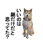 しゃべる柴犬（日常会話編3）（個別スタンプ：16）