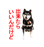 しゃべる柴犬（日常会話編3）（個別スタンプ：17）