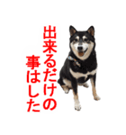 しゃべる柴犬（日常会話編3）（個別スタンプ：18）