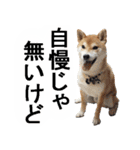 しゃべる柴犬（日常会話編3）（個別スタンプ：20）