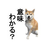 しゃべる柴犬（日常会話編3）（個別スタンプ：21）