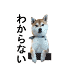 しゃべる柴犬（日常会話編3）（個別スタンプ：22）