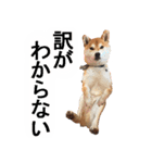 しゃべる柴犬（日常会話編3）（個別スタンプ：24）