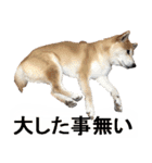 しゃべる柴犬（日常会話編3）（個別スタンプ：25）