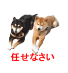 しゃべる柴犬（日常会話編3）（個別スタンプ：26）