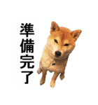 しゃべる柴犬（日常会話編3）（個別スタンプ：27）