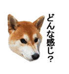 しゃべる柴犬（日常会話編3）（個別スタンプ：29）