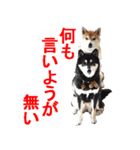 しゃべる柴犬（日常会話編3）（個別スタンプ：31）