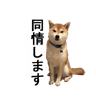 しゃべる柴犬（日常会話編3）（個別スタンプ：32）