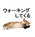 しゃべる柴犬（日常会話編3）（個別スタンプ：33）