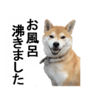 しゃべる柴犬（日常会話編3）（個別スタンプ：34）