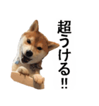 しゃべる柴犬（日常会話編3）（個別スタンプ：35）