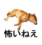 しゃべる柴犬（日常会話編3）（個別スタンプ：37）