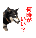 しゃべる柴犬（日常会話編3）（個別スタンプ：38）