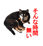 しゃべる柴犬（日常会話編3）（個別スタンプ：39）