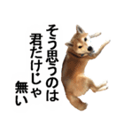 しゃべる柴犬（日常会話編3）（個別スタンプ：40）