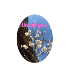 thank you stanp Japanese flower（個別スタンプ：1）