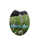 thank you stanp Japanese flower（個別スタンプ：5）