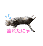 ホッコリフゥちゃん（個別スタンプ：1）