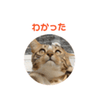 ベンガル日常3（個別スタンプ：1）
