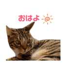 ベンガル日常3（個別スタンプ：4）