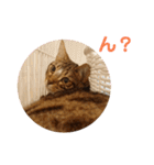 ベンガル日常3（個別スタンプ：10）