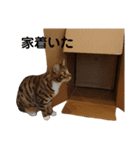 ベンガル日常3（個別スタンプ：19）