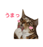 ベンガル日常3（個別スタンプ：25）