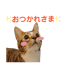 ベンガル日常3（個別スタンプ：30）