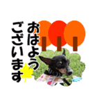 ミニチュアピンシャー 秋と冬（個別スタンプ：1）