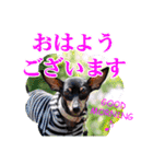 ミニチュアピンシャー 秋と冬（個別スタンプ：2）
