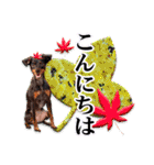 ミニチュアピンシャー 秋と冬（個別スタンプ：3）