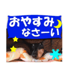 ミニチュアピンシャー 秋と冬（個別スタンプ：7）