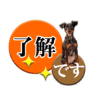 ミニチュアピンシャー 秋と冬（個別スタンプ：8）