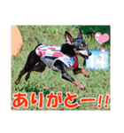 ミニチュアピンシャー 秋と冬（個別スタンプ：9）