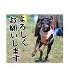 ミニチュアピンシャー 秋と冬（個別スタンプ：10）