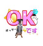 ミニチュアピンシャー 秋と冬（個別スタンプ：11）