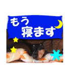 ミニチュアピンシャー 秋と冬（個別スタンプ：14）