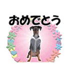 ミニチュアピンシャー 秋と冬（個別スタンプ：15）
