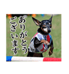 ミニチュアピンシャー 秋と冬（個別スタンプ：18）