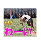 ミニチュアピンシャー 秋と冬（個別スタンプ：20）