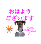ミニチュアピンシャー 秋と冬（個別スタンプ：23）