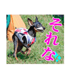 ミニチュアピンシャー 秋と冬（個別スタンプ：25）
