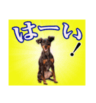 ミニチュアピンシャー 秋と冬（個別スタンプ：28）