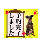 ミニチュアピンシャー 秋と冬（個別スタンプ：29）