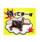 ミニチュアピンシャー 秋と冬（個別スタンプ：30）